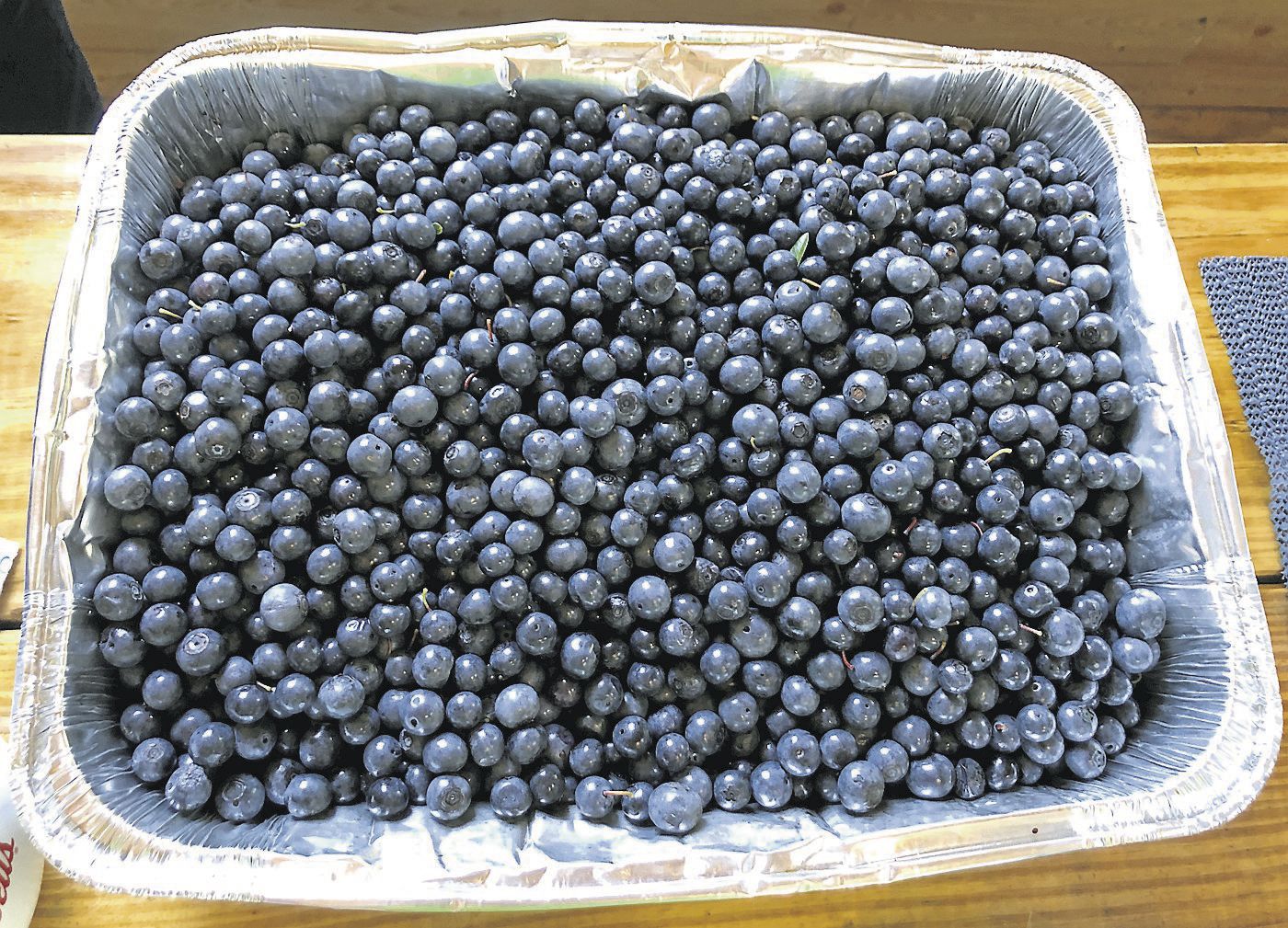 berries(4).jpg